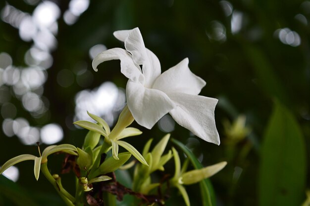 写真 白い花の植物のクローズアップ