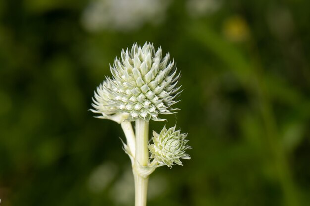 写真 白い花の植物のクローズアップ