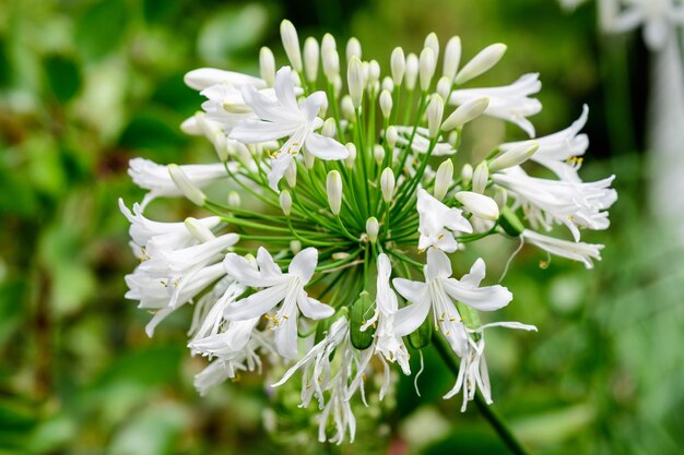 写真 白い花の植物のクローズアップ