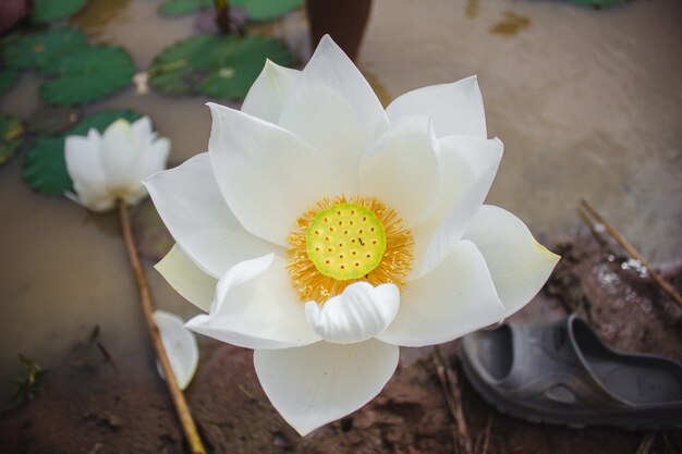 写真 白い花を ⁇ かせる植物のクローズアップ