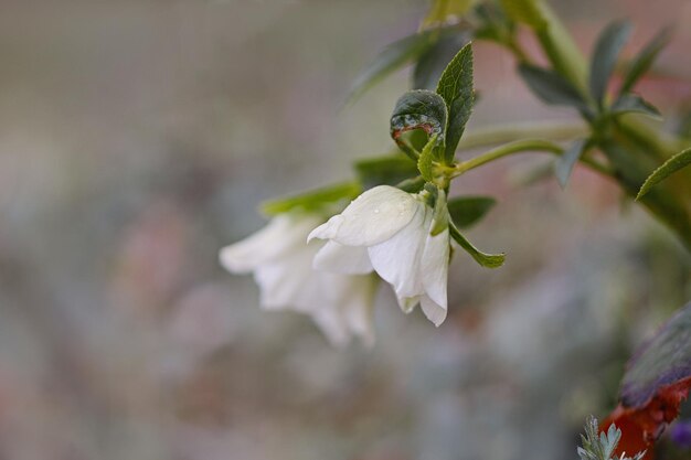 写真 白い花を ⁇ かせる植物のクローズアップ