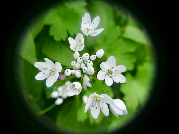 写真 白い花の植物のクローズアップ