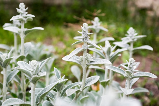 写真 白い花の植物のクローズアップ