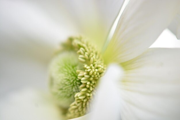 写真 白い花の植物のクローズアップ