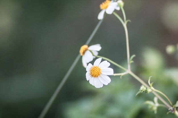 写真 白い花の植物のクローズアップ