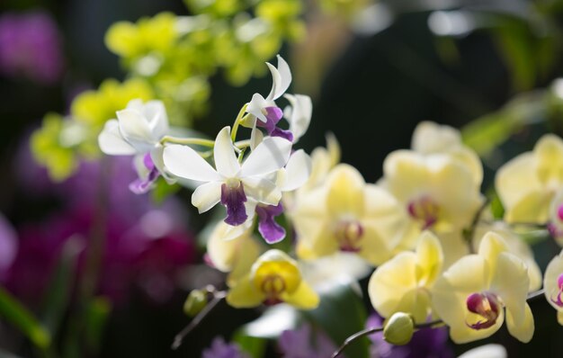 写真 白い花の植物のクローズアップ
