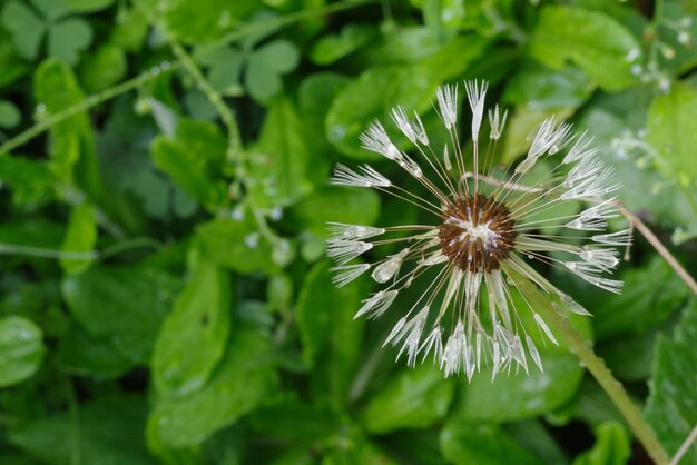 写真 白い花の植物のクローズアップ