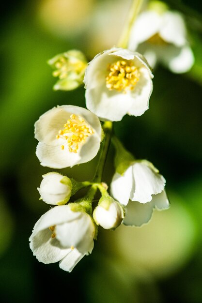 写真 白い花の植物のクローズアップ