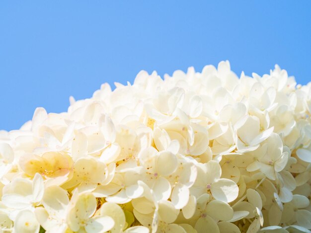 写真 青い空を背景に白い花の植物のクローズアップ