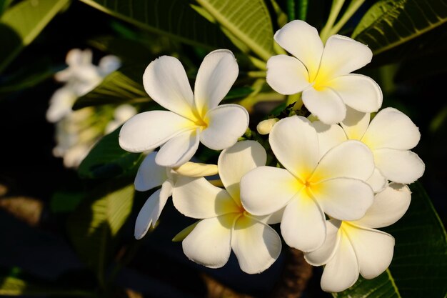 写真 公園の白い花の植物のクローズアップ