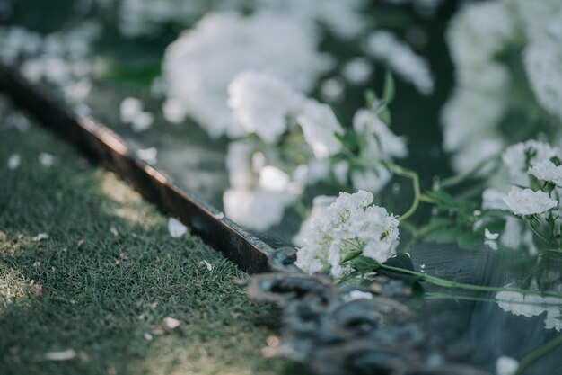 写真 畑の白い花の植物のクローズアップ