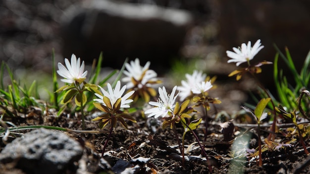 写真 畑の白い花の植物のクローズアップ