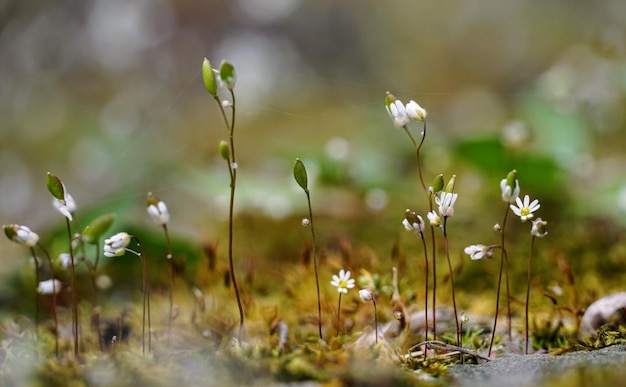 写真 畑の白い花の植物のクローズアップ