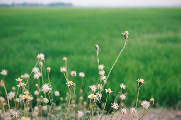 写真 畑の白い花の植物のクローズアップ