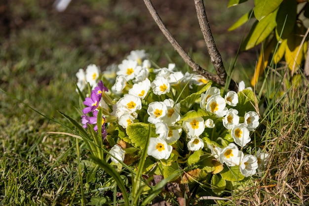 写真 畑の白い花の植物のクローズアップ