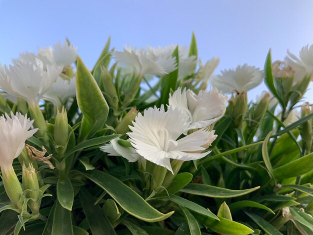 写真 白い花の植物のクローズアップ