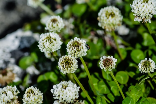 Фото Ближайший план белых цветущих растений