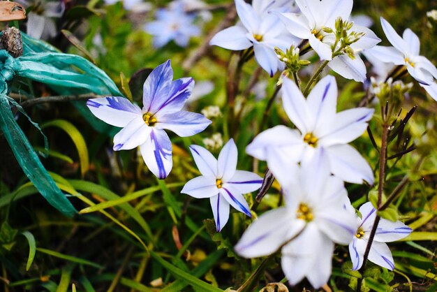 写真 白い花の植物のクローズアップ