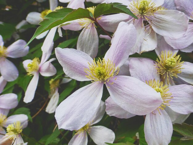 写真 白い花の植物のクローズアップ