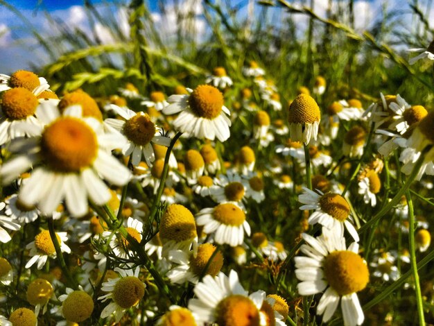 写真 白い花の植物のクローズアップ