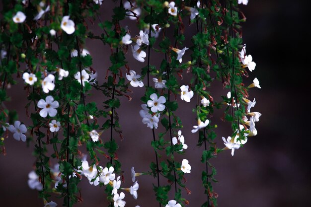 Фото Близкий план белых цветущих растений