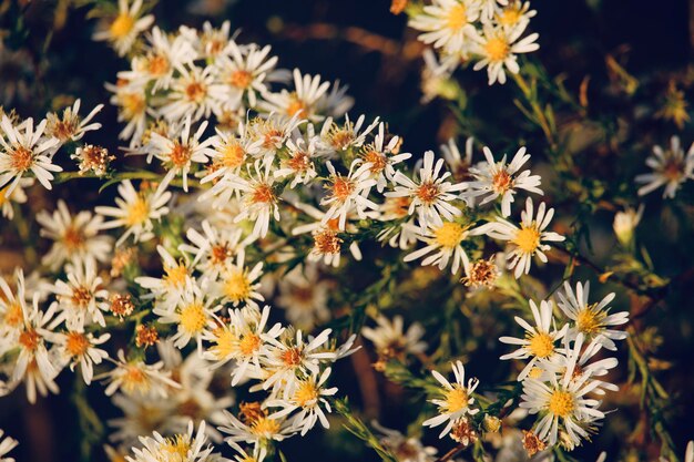Фото Близкий план белых цветущих растений