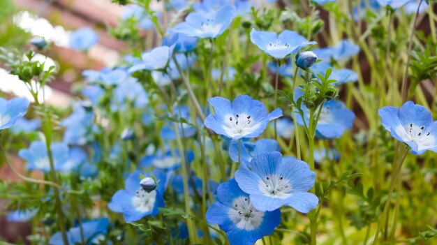 写真 白い花の植物のクローズアップ