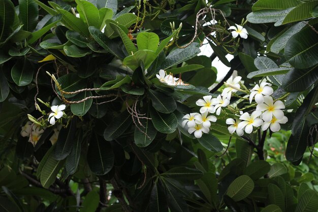 写真 白い花の植物のクローズアップ