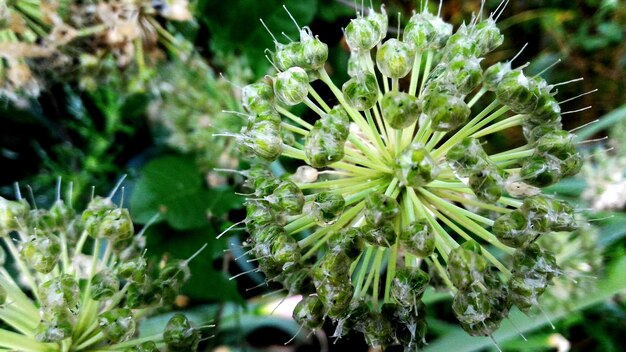 写真 白い花の植物のクローズアップ