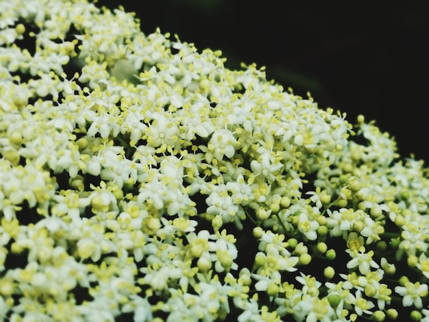 写真 白い花の植物のクローズアップ