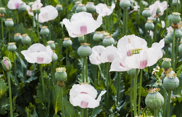 写真 白い花の植物のクローズアップ