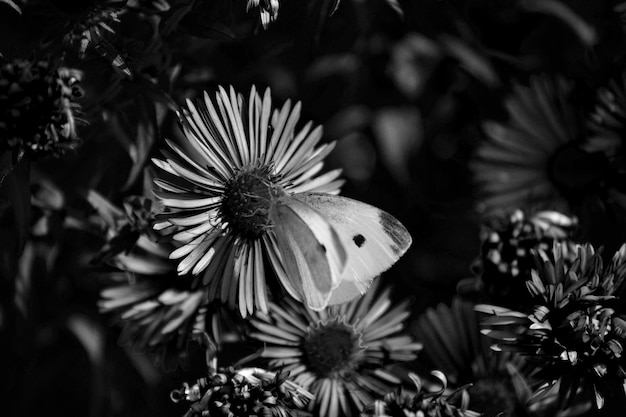 写真 白い花の植物のクローズアップ