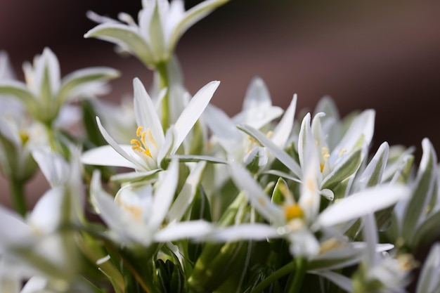 写真 白い花の植物のクローズアップ