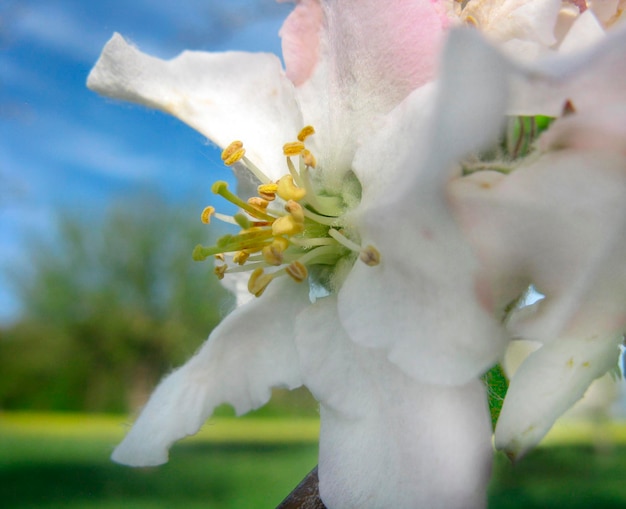 写真 白い花の植物のクローズアップ