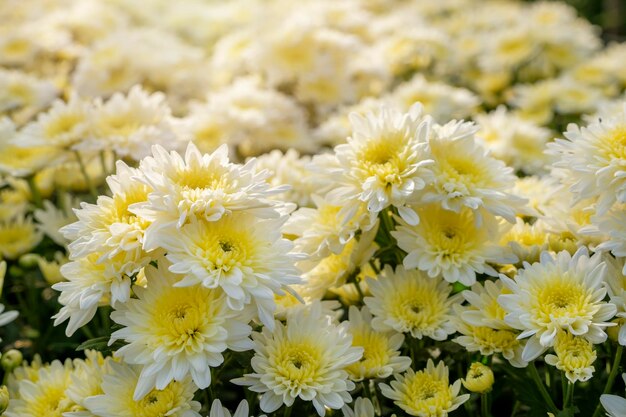 写真 白い花の植物のクローズアップ