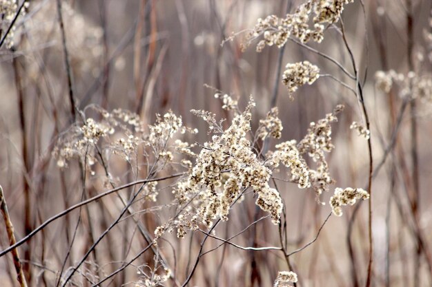 写真 白い花の植物のクローズアップ