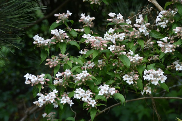 写真 白い花の植物のクローズアップ