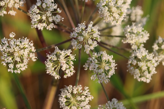 写真 白い花を ⁇ かせる植物のクローズアップ