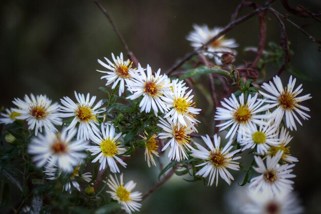 写真 白い花の植物のクローズアップ