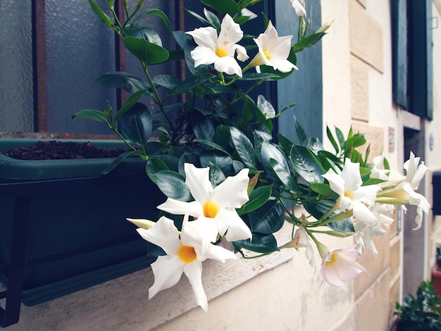 写真 鉢 の 植物 に い て いる 白い 花 の クローズアップ