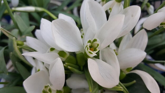 Фото Близкий план белых цветов, цветущих на растении