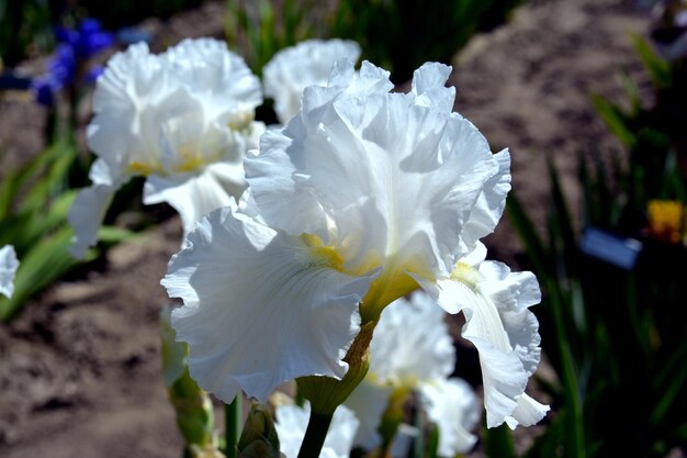 写真 外でく白い花のクローズアップ