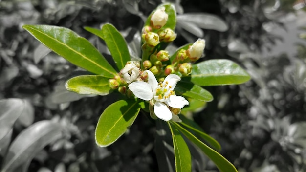 写真 植物に生えている白い花のクローズアップ