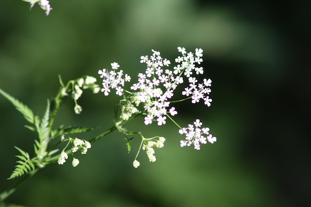 写真 植物に生えている白い花のクローズアップ