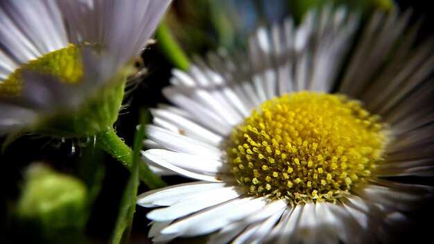 写真 外で育つ白い花のクローズアップ