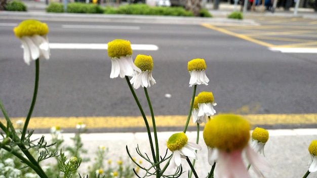 사진 도로 에 있는  꽃 들 의 클로즈업