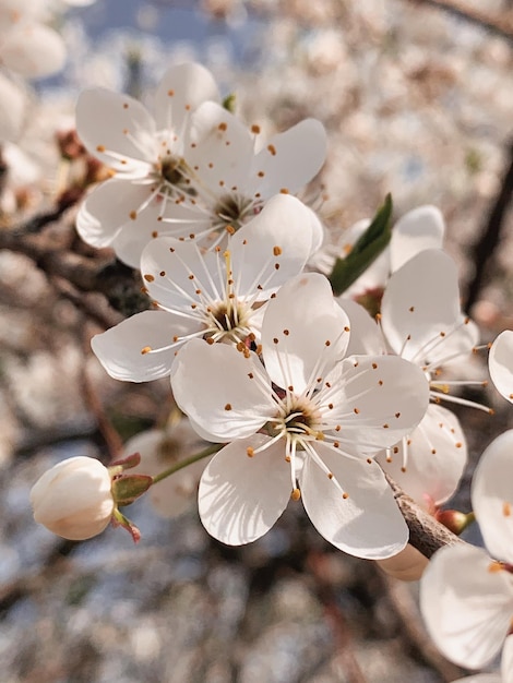 写真 白い花のクローズアップ