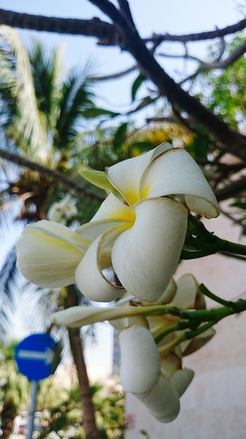 写真 白い花のクローズアップ