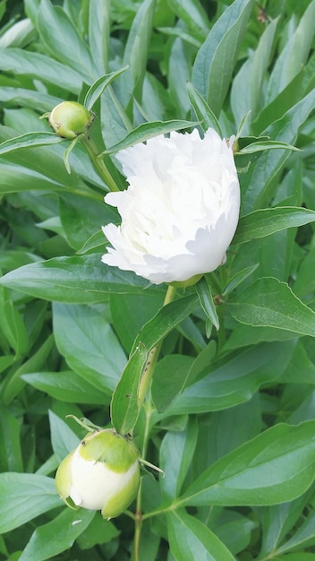 写真 白い花のクローズアップ