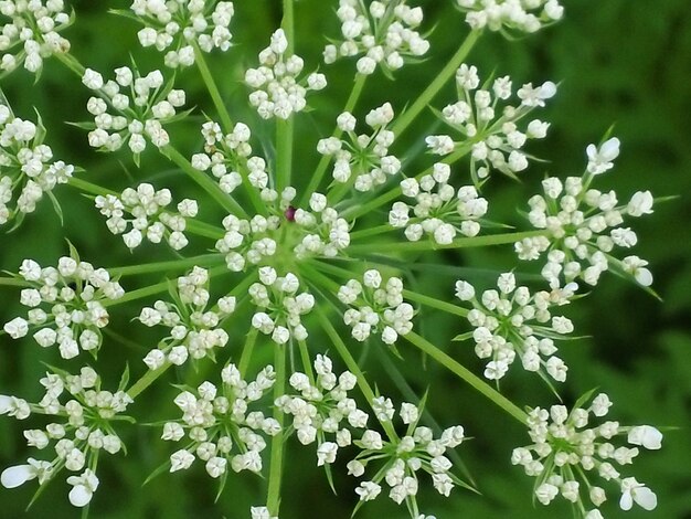 写真 白い花のクローズアップ